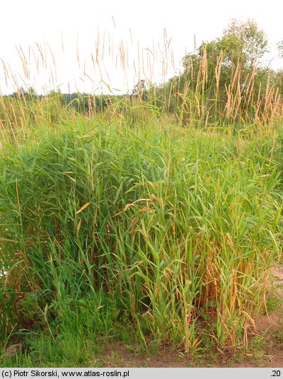 Phalaridetum arundinaceae