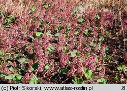 Phalarido-Petasitetum hybridi