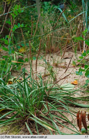 Plantago maritima