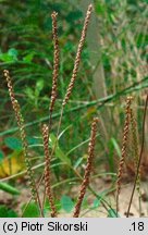 Plantago maritima