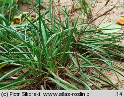 Plantago maritima