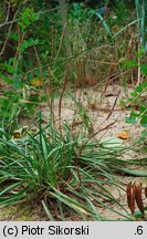 Plantago maritima