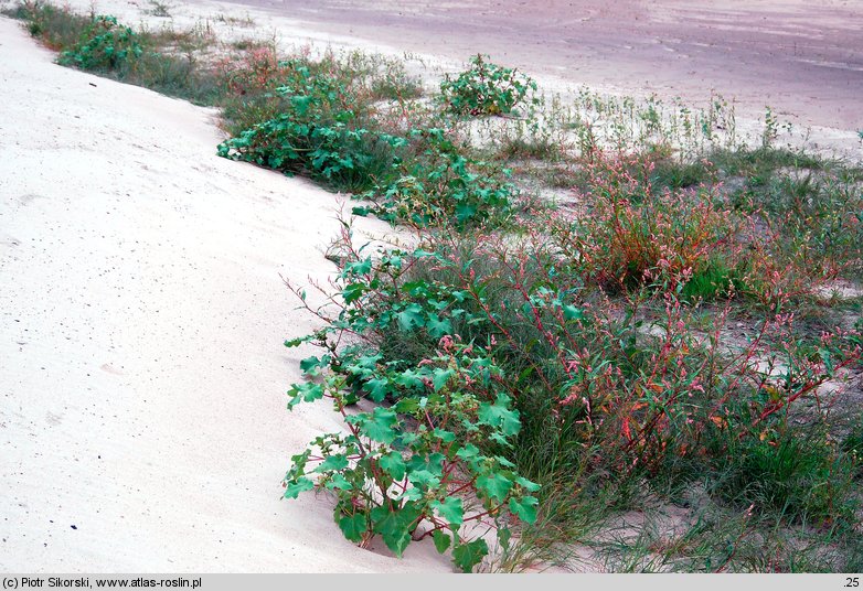 Polygono-Bidentetum