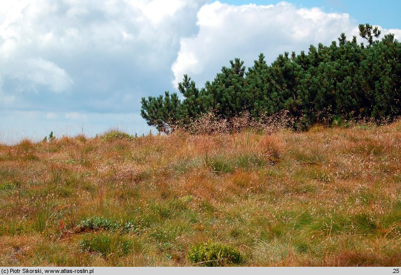 Poo-Deschampsietum