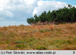 Poo-Deschampsietum