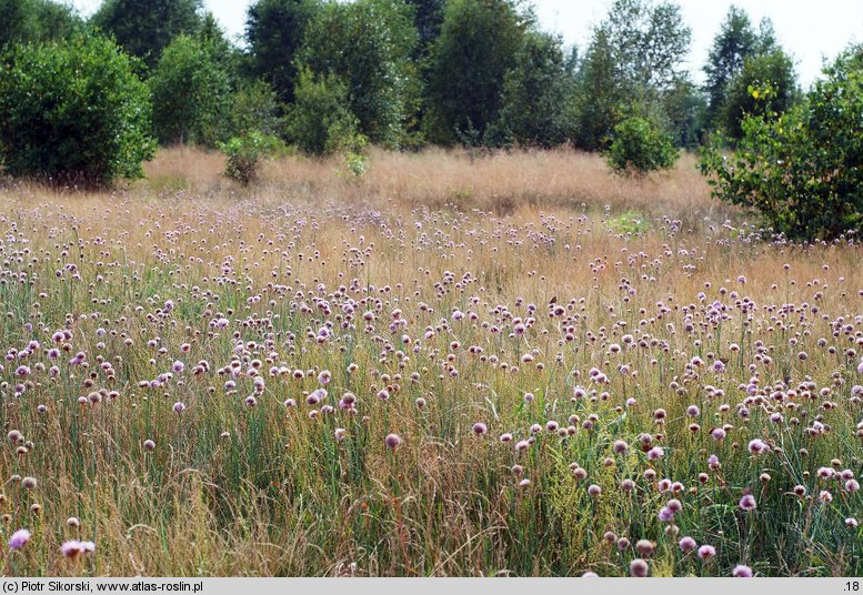 Poa pratensis-Festuca rubra