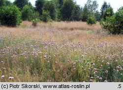 Poa pratensis-Festuca rubra