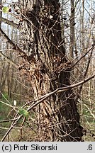 Populus nigra