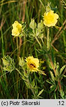 Potentilla recta