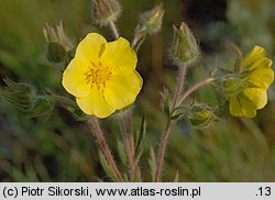 Potentilla recta