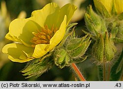 Potentilla recta