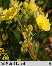 Potentilla recta