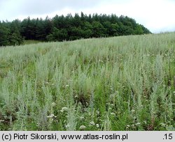 Potentillo-Artemisietum absinthii