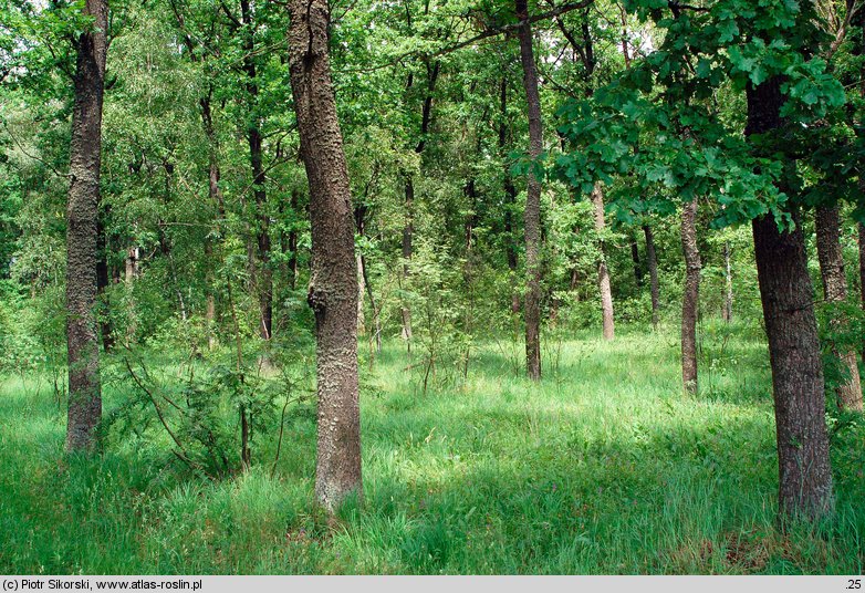 Potentillo albae-Quercion petraeae