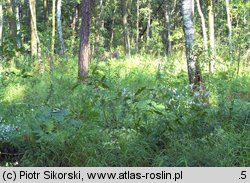 Potentillo albae-Quercion petraeae