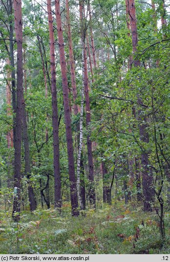 Querco roboris-Pinetum