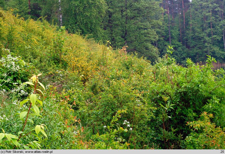 Rhamno-Cornetum sanguinei