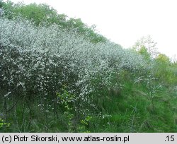 Rubo fruticosi-Prunetum spinosae