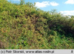 Rubo fruticosi-Prunetum spinosae