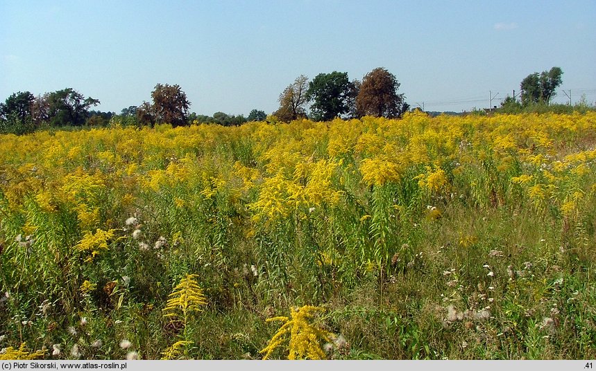 Rudbeckio-Solidaginetium