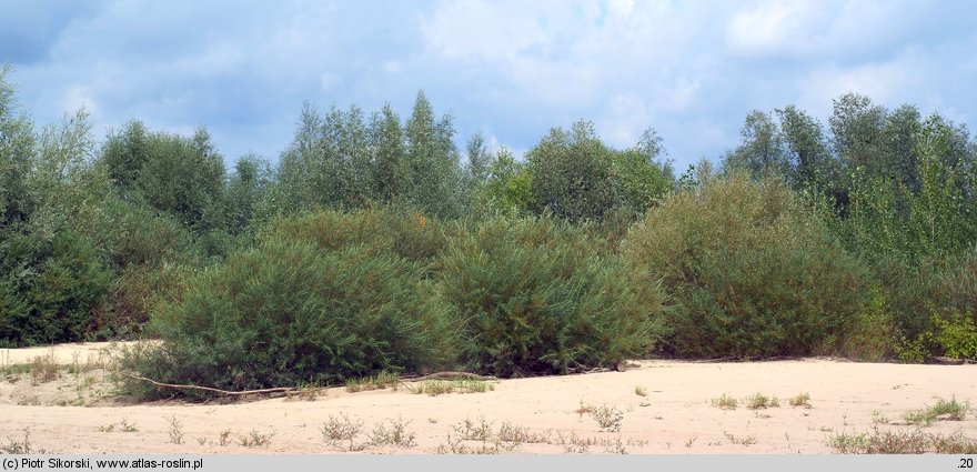 Salicetum triandro-viminalis