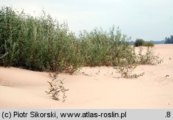 Salicetum triandro-viminalis