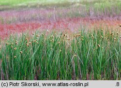 Scirpetum maritimi