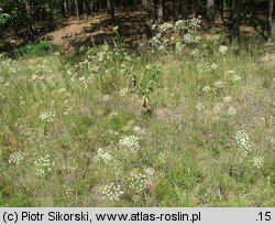 Sedo-Peucedanetum oreoselini