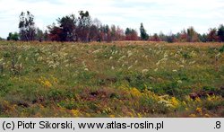 Sedo-Peucedanetum oreoselini