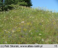 Sedo-Peucedanetum oreoselini