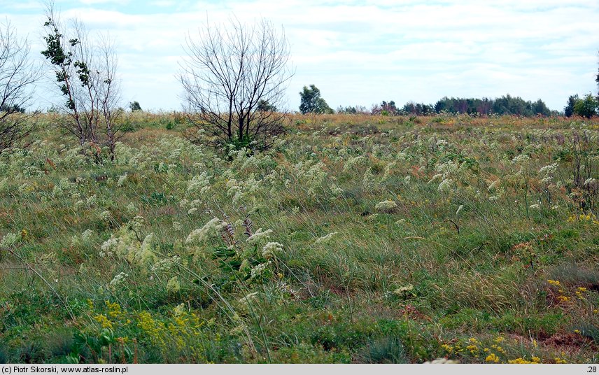 Sedo-Peucedanetum oreoselini