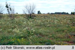 Sedo-Peucedanetum oreoselini