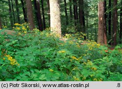 Senecionetum fuchsii