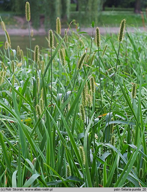 Setaria pumila