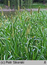 Setaria pumila