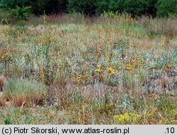 Sileno otitis-Festucetum