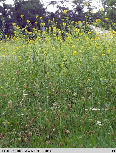 Sisymbrietum loeselii