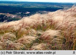 Sisymbrio-Stipetum capillatae