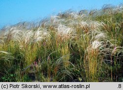 Sisymbrio-Stipetum capillatae