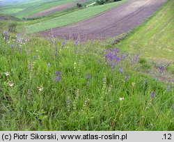 Thalictro-Salvietum pratensis