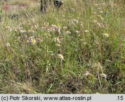 Triglochino-Glaucetum maritimae