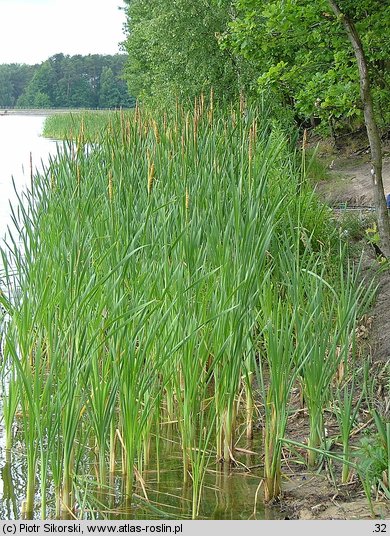 Typhetum angustifoliae