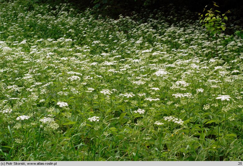 Urtico-Aegopodietum podagrariae