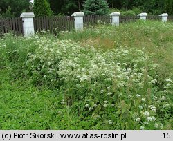 Urtico-Aegopodietum podagrariae