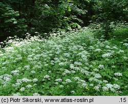 Urtico-Aegopodietum podagrariae