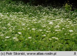 Urtico-Aegopodietum podagrariae