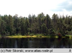 Vaccinio uliginosi-Pinetum sylvestris