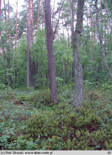 Vaccinio uliginosi-Pinetum sylvestris