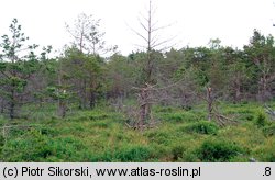 Vaccinio uliginosi-Pinetum sylvestris