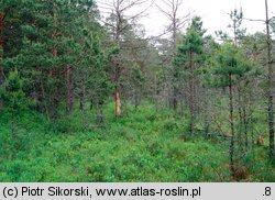 Vaccinio uliginosi-Pinetum sylvestris